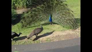 Peacock Mating 6 [upl. by Cindee]