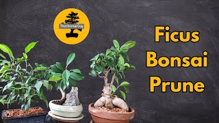 Ficus Bonsai Pruning A Guide for Optimal Growth [upl. by Amaso]