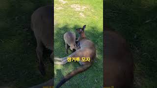 한가로운 캥거루 가족ballarat ballaratwildlifepark [upl. by Ddot620]