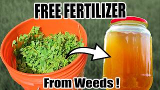 Free Fertilizer From Weeds [upl. by Acisse837]