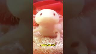 Axolotl Extraordinary Salamander Of The Animal Kingdom shorts facts animals [upl. by Annig]