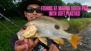 Fingermark Snapper caught at Marina South Pier [upl. by Eannej534]