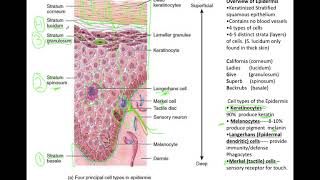 Integumentary System part 1 [upl. by Melania589]