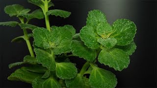 Plectranthus caninus  Coleus canina  VerpissdichPflanze  Pissoff plant [upl. by Cynthia]