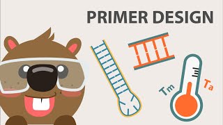 Primer Design Important Considerations and Tips for Good Primer Design [upl. by Bastien942]