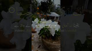 Beautiful Flowers 🌼shorts shortvideo naturelovers quranrecitation exploringbd [upl. by Sailesh]