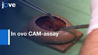 In ovo CAMassay as a Xenograft Model for Sarcoma  Protocol Preview [upl. by Arymat]