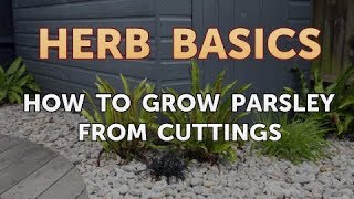 How to Grow Parsley From Cuttings [upl. by Teplitz]