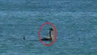 Loch Ness Monster Resurfaces in Magnetic Island [upl. by Uriiah]