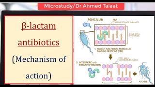 Antibiotics 1 Basics  Mechanism of action of βlactam antibiotics المضادات الحيوية [upl. by Ahsyla120]