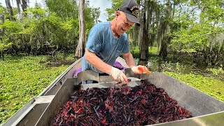 Loading the Boat with CRAWFISH in Americas Biggest Swamp  Catch and Cook [upl. by Yornoc]