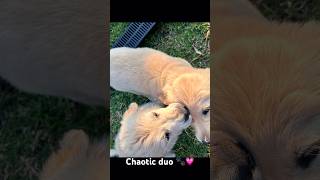 Just another day in the life of pups 😭 puppy goldenretriever cute puppyspot bestpuppy [upl. by Emilee]