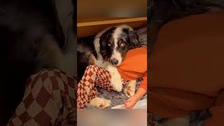 cat dog dogs cut cute love lovecats lovedogs funny virla viralvideo foryou foryoupage [upl. by Ayotol433]