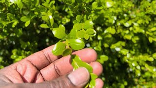 Boxwood Whitefly Treatment [upl. by Ferne]