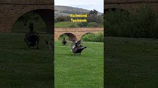 Ducks grazing Historic township of Richmond Tasmania [upl. by Oinotnas568]