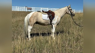 “Beau” 2021 Chincoteague Pony [upl. by Carisa]