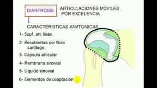 Clasificación de articulaciones [upl. by Prichard148]