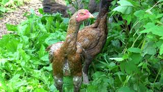 Thunder Storm  Chickens FREAK OUT [upl. by Anayeek]