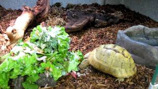 Animal of the Week  Golden Greek Tortoise [upl. by Ghiselin602]