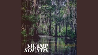 Swamp Sounds at Night [upl. by Aivil]