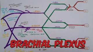 L8  Brachial Plexus Part 1  Roots Trunks Divsions amp Cords  Axilla  Upper limb Human anatomy [upl. by Llewon198]