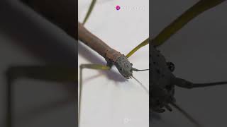 FACT  Stick Insects [upl. by Eshelman]