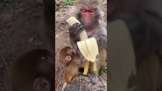 Funny Monkeys funny animals mono divertido Comiendo banana Guineo [upl. by Nehte]