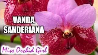 Vanda Euanthe sanderiana Orchid in bloom  The pink Walingwaling [upl. by Tobye]