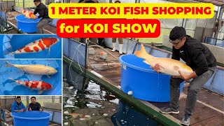 1 METER KOI FISH SHOPPING for NISHIKIGOI SHOW  BEST JAPANESE KOI FISH [upl. by Hephzibah]