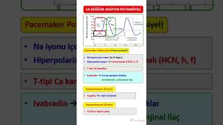 SİNOATRİAL DÜĞÜM AKSİYON POTANSİYELİ [upl. by Kumagai388]