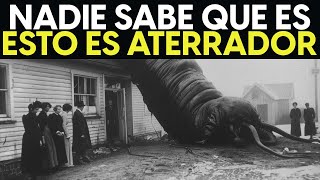 ¡El NUEVO Descubrimiento ATERRADOR En Congo Que Asusta A Los Científicos [upl. by Ellard]