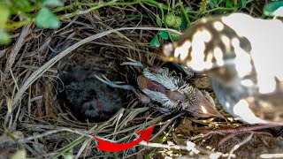 Pipit bird carrying her dead baby from the nest AnimalsandBirds107 [upl. by Heddi]