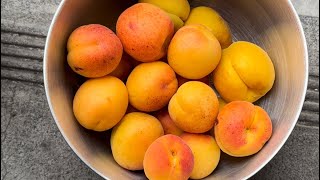 Apricot harvest and taste growyourownfood garden foodforest fruittrees [upl. by Ellivnarg]