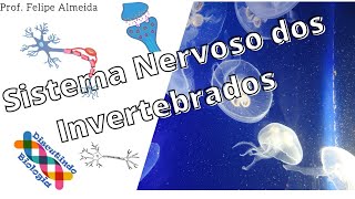 Aula de Sistema Nervoso dos Invertebrados [upl. by Shermy234]