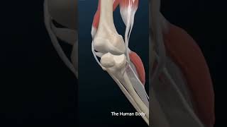 What Is Anterior Cruciate Ligament TearACL meded 3dmodel anatomy education 月経 [upl. by Neelyk504]