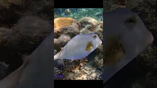 Amazing Trunkfish Roatán snorkel roatan Trunkfish [upl. by Vally]