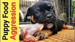 Food Aggression in Puppies amp How I Deal with it [upl. by Attenborough]