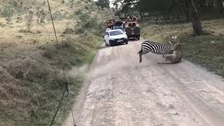 Intense fight between zebra and lioness [upl. by Oderfla]