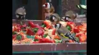 Goldfinches in my aviary [upl. by Fergus]