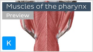 Muscles of the pharynx preview  Human Anatomy  Kenhub [upl. by Foskett]