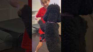 Dawson’s Summer Diaries Episode 57 Dancing Poodle dogdance [upl. by Ellicul611]