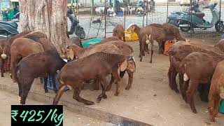 Tannery road doddi sheep market qurbani 2024sheep market 2024 [upl. by Court515]