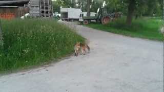 Der Fuchs geht um  in Konstanz [upl. by Dominique]