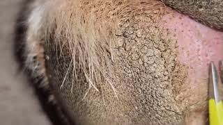 Impacted hair follicles When did you last worm your pet [upl. by Kirbee]