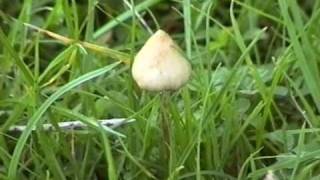 Manna  psilocybin mushroom inspired documentary  by Simon G Powell [upl. by Karie]