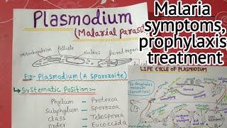 plasmodium vivax full notes  2 [upl. by Devona]