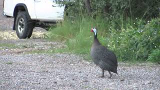 Helmeted Guineafowl Sound [upl. by Maressa]