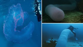 Unicorn Of The Sea Pyrosome Is Made Up Of Thousands Of Zooids In Jelly Like Body [upl. by Vowel]