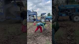 Groundnutfarming farmingmethod farming lifefarmingvideosvillagelife trending1000subscriber [upl. by Maye]