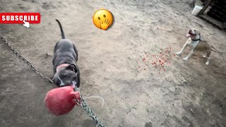 My Males Stud Fee  Working out video🔥✅ pitbull viral [upl. by Victor519]